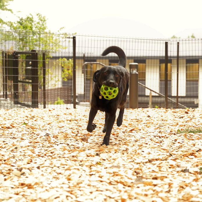 Regina Resort Hakone Sengokuhara Image 3, Hakone, Japan