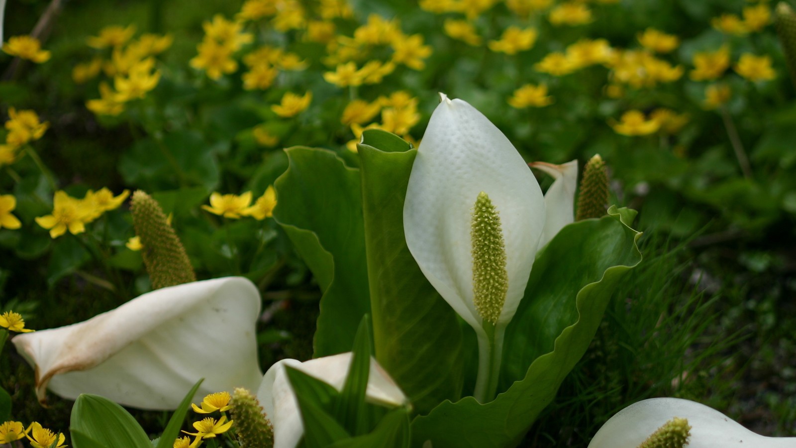 栂池自然園・水芭蕉