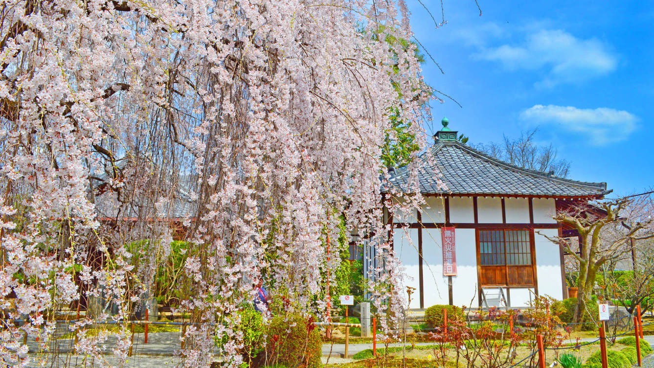 樹齢90年、京都「本満寺しだれ桜」