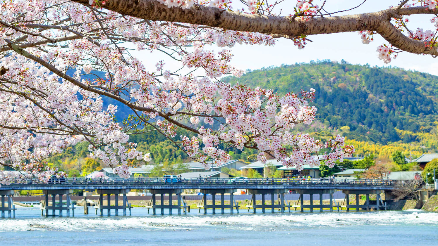 桂川に掛かる京都を代表する景勝地「渡月橋」満開桜