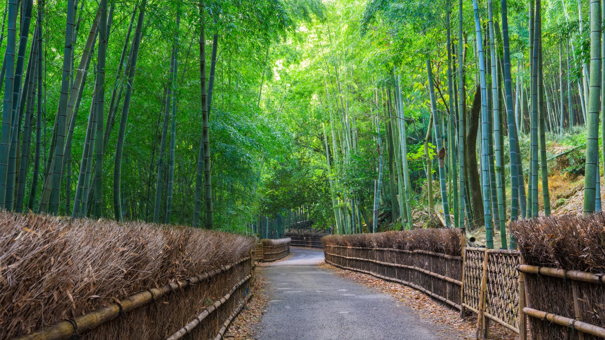 【嵐山】竹林の小道／壮大な竹林の風景が楽しめる人気のスポット