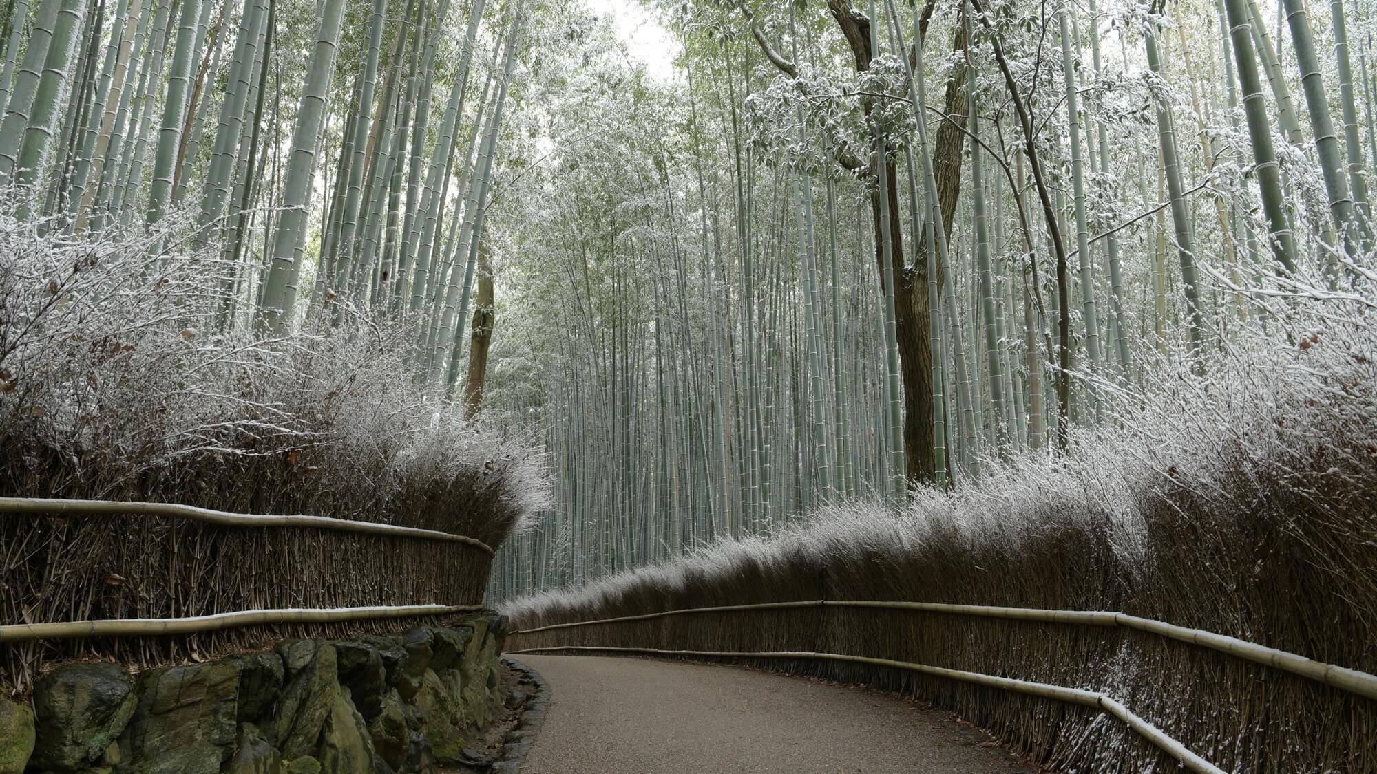 冬_嵐山