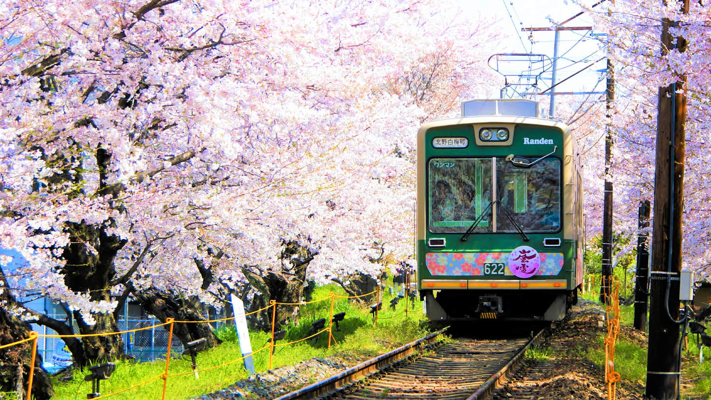 嵐電（らんでん）約200m桜のトンネルは車窓からソメイヨシノが楽しめます
