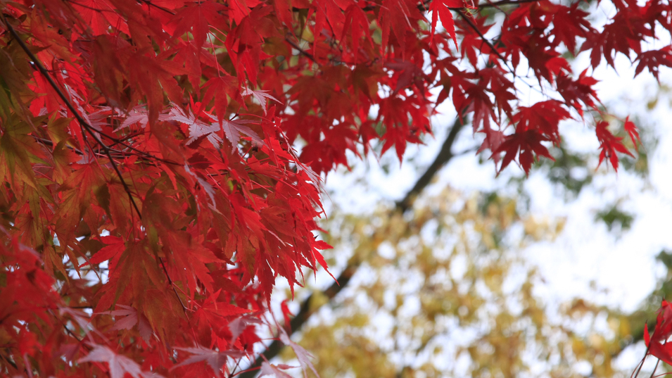 静岡県の紅葉の名所とも名高い梅ヶ島温泉郷