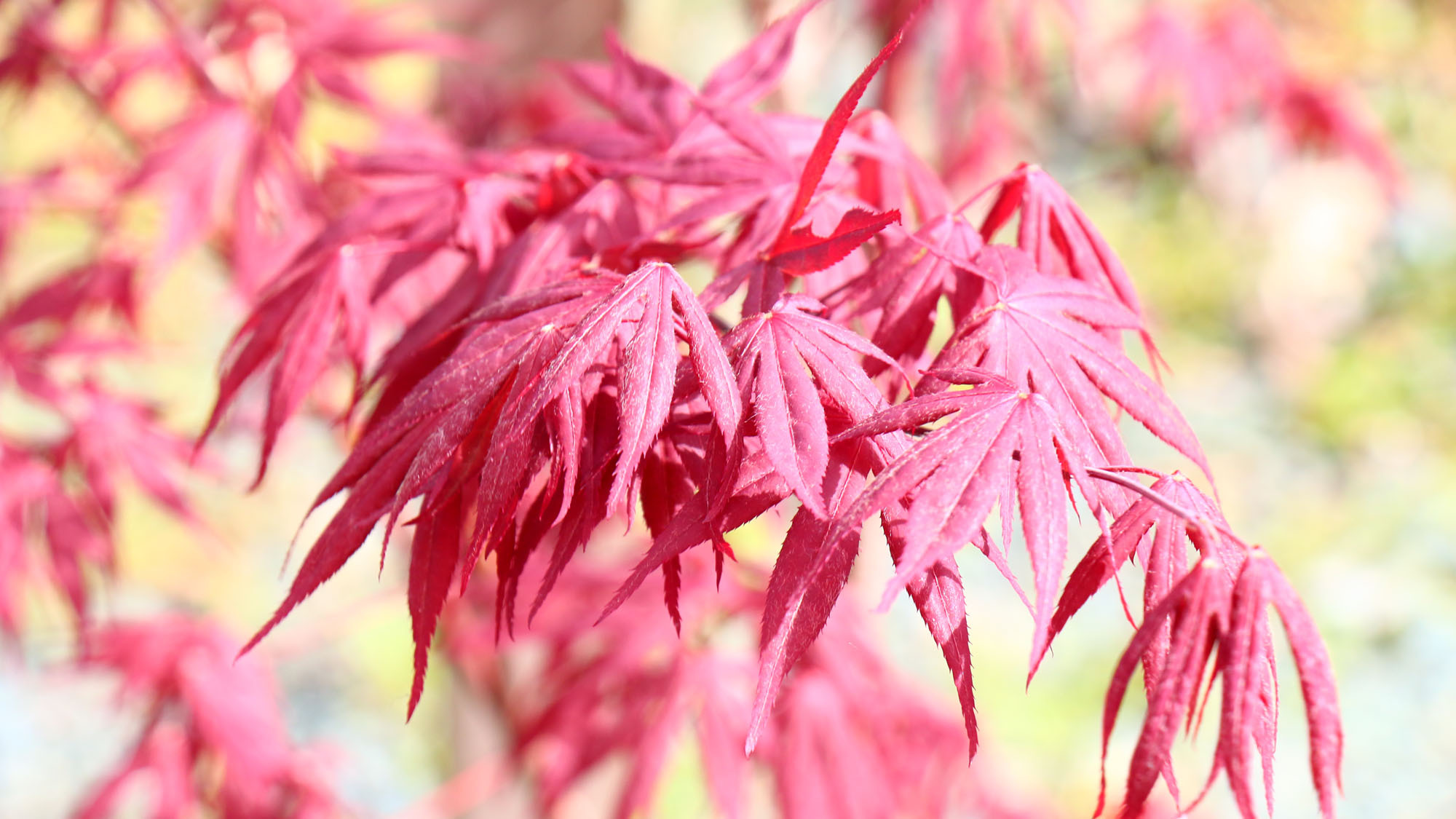 庭では四季折々の植物が楽しめます