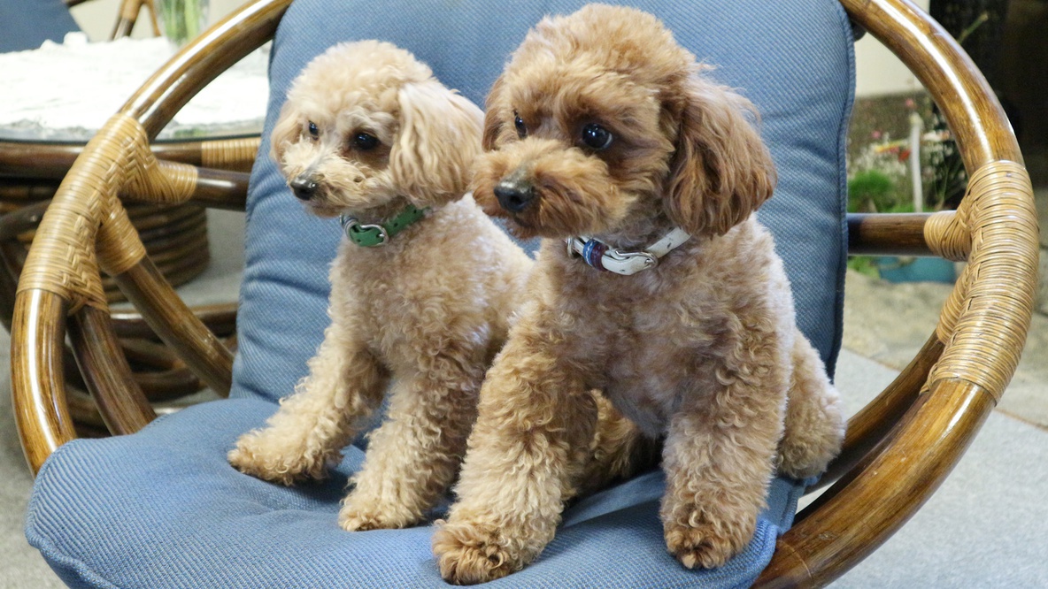 *【看板犬♪】トイプードルのユウちゃん&ゴウちゃん