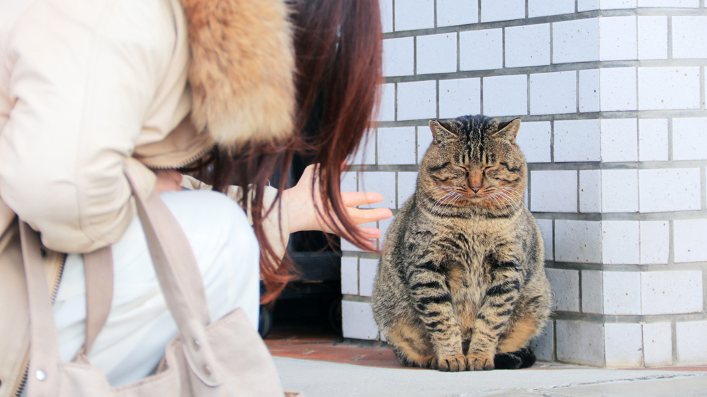 【観光】福猫出雲さんで発見♪ 