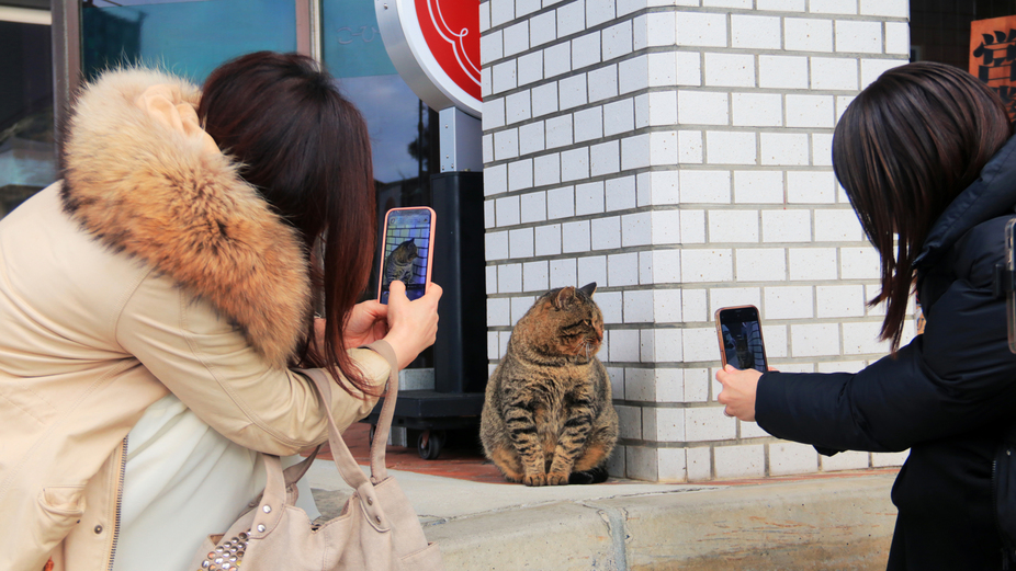 【観光】福猫出雲さんで発見♪ 