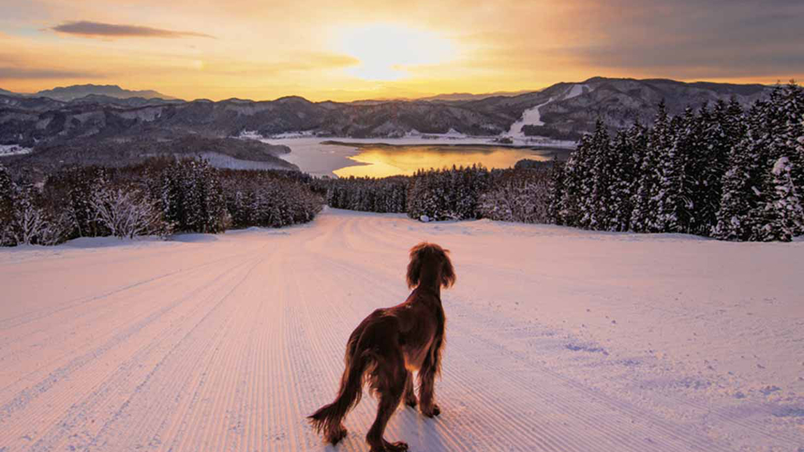 *【周辺観光_白馬さのさか】長野市や松本市からアクセスしやすいスキー場です。のびのび滑りたい方に