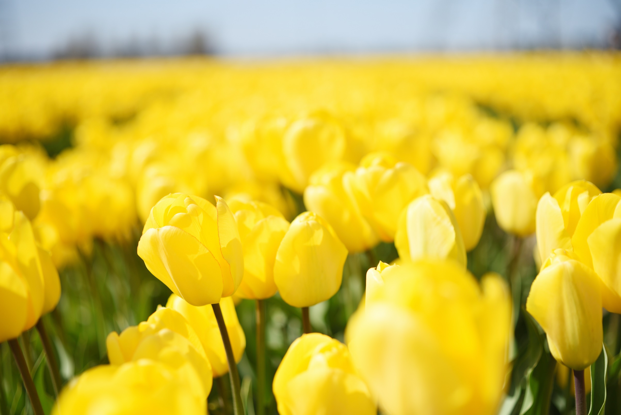 五泉チューリップ祭り