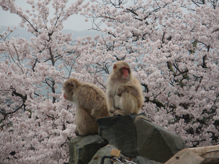 入場無料の城山動物園は、お子様連れの強い味方！！！