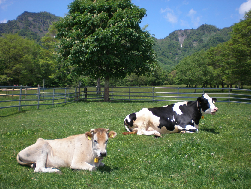 広大な戸隠牧場では、たくさんの牛たちがあなたを待っています。