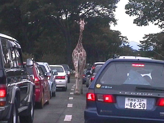 キリンの暴走？！