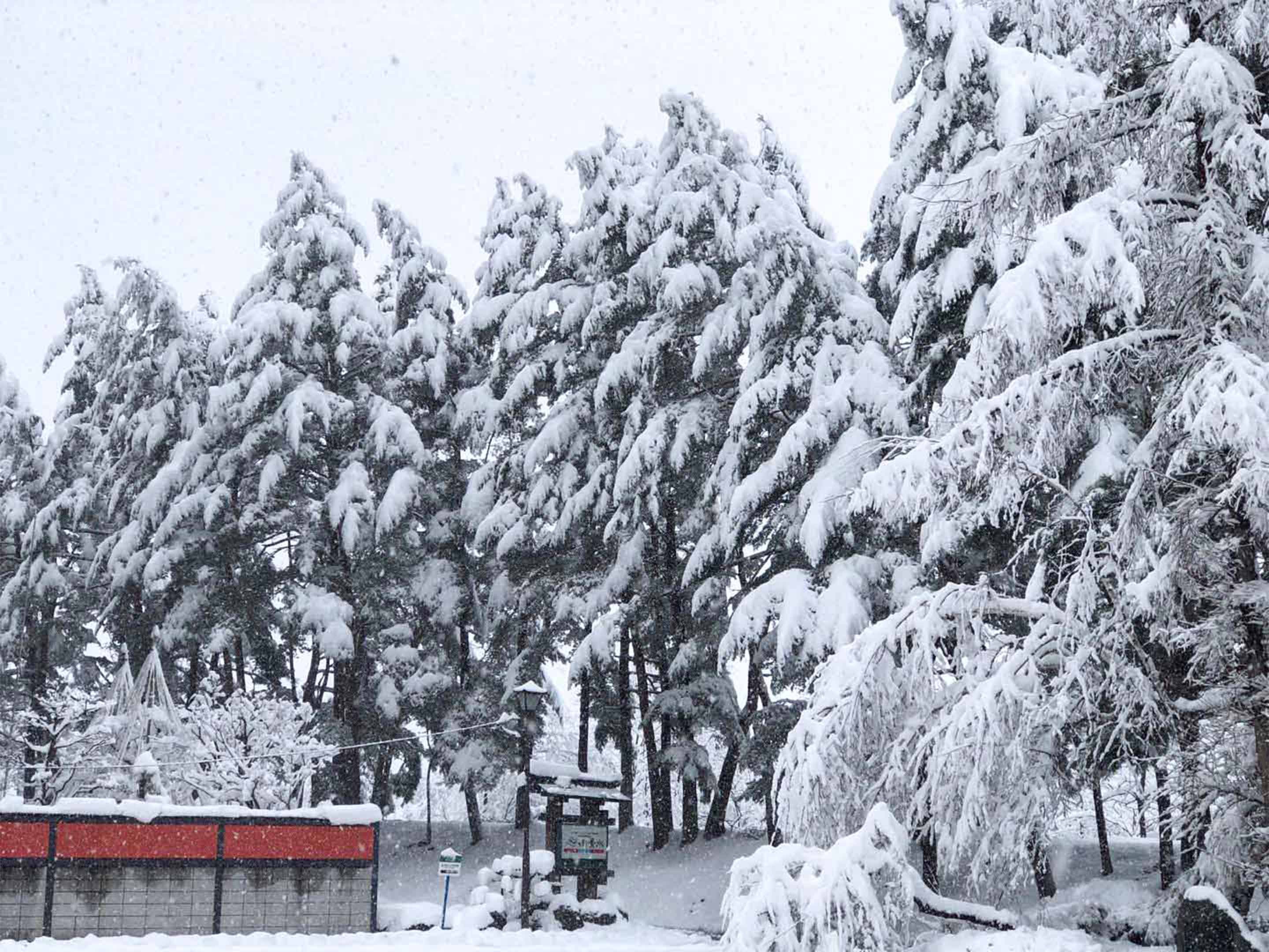 ・【ホテル前】（冬）木々に積もった美しい雪景色