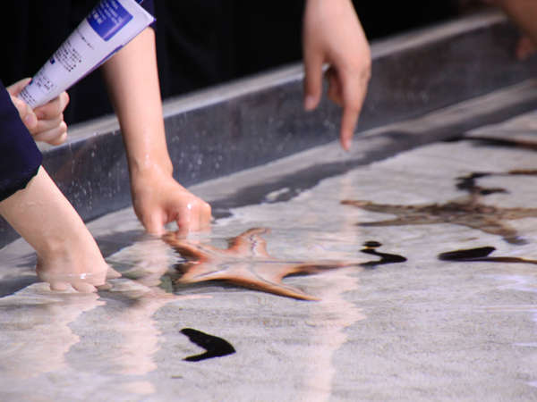 「美ら海水族館」海の小動物に触れる水槽も   沖縄を代表する人気スポット「美ら海水族館」悠々と泳ぐジ