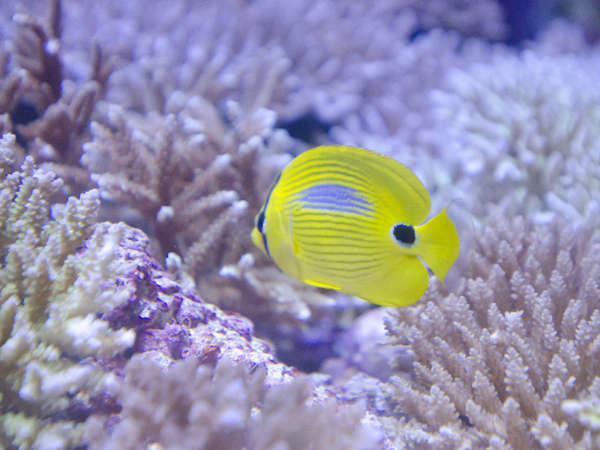 沖縄を代表する人気スポット「美ら海水族館」小さな魚たちも華やかに。