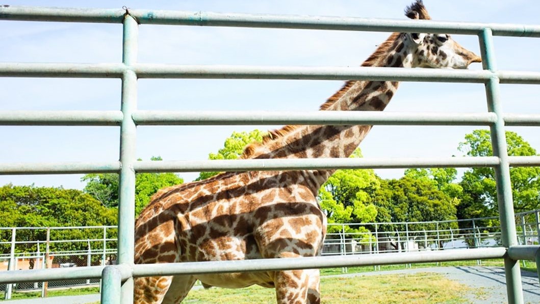 写真提供：熊本県観光連盟熊本市動植物園