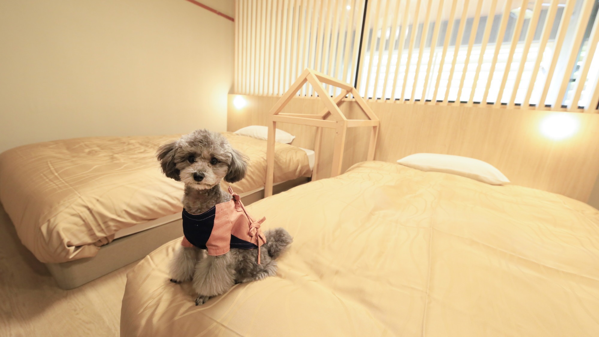 【お貸出し用備品】ワンちゃん用作務衣もご用意ございます。（一例）