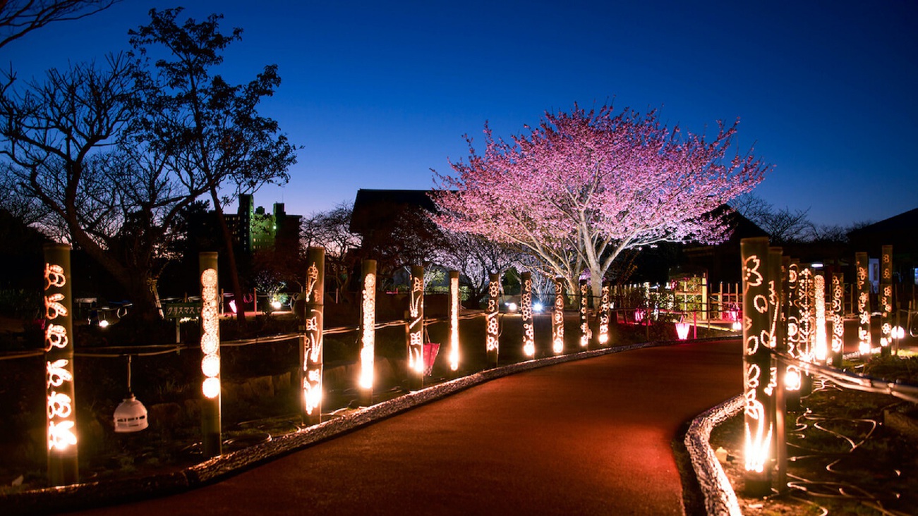 【土肥桜】土肥桜祭り期間中は、夜間のライトアップも実施（一例）