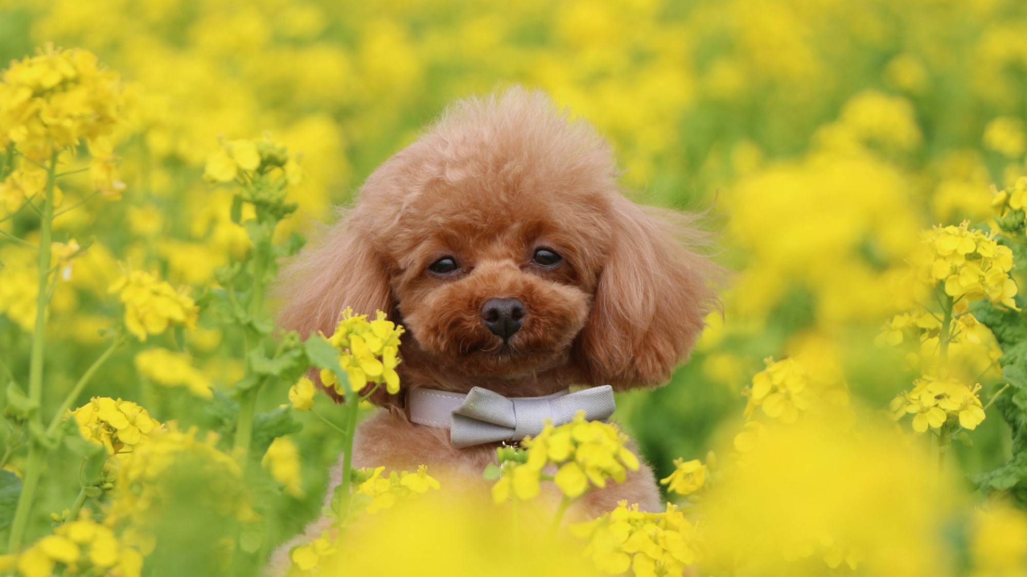 【小土肥/菜の花舞台】春は菜の花が咲き誇る特設舞台で、限定公演が見られます(一例)