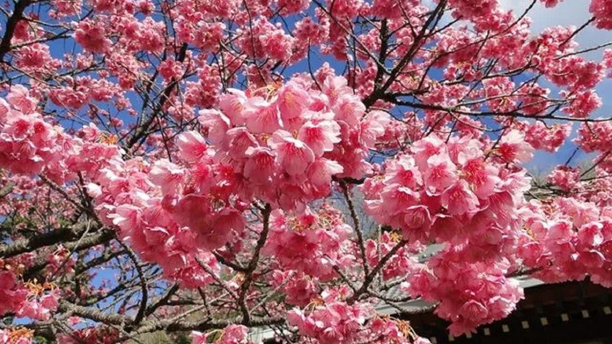 【土肥桜】日本で最も早咲きと言われている土肥桜。例年1月中旬〜2月中旬まで楽しめます。（一例）