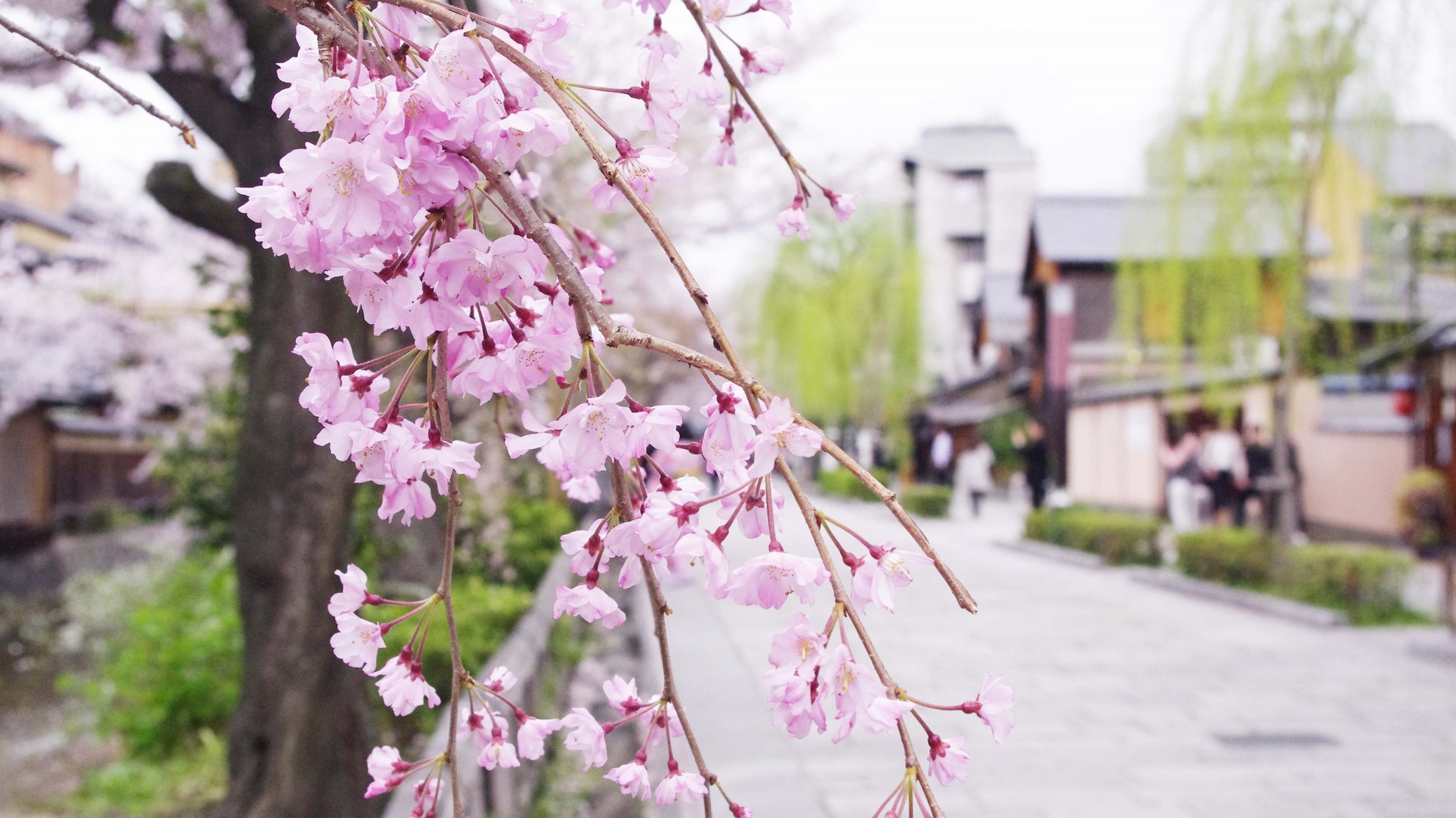 京都桜の名所【祇園周辺】