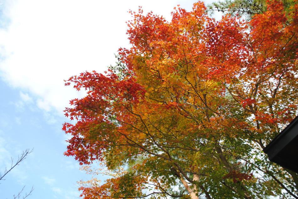 【紅葉】１０月下旬から１１月が見頃