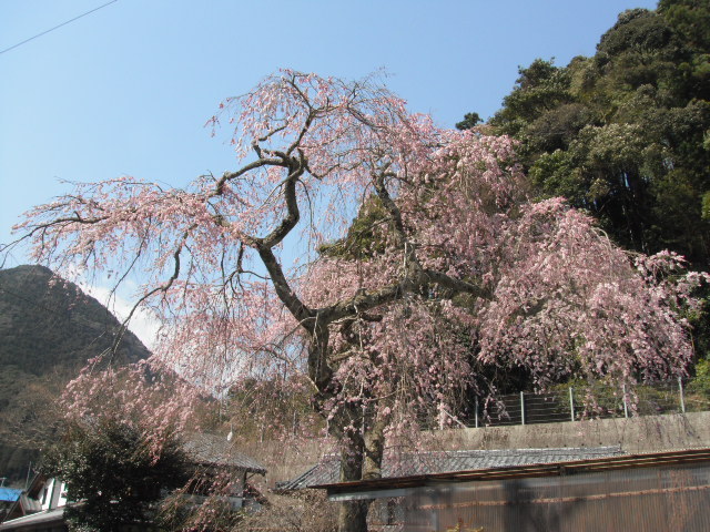 渡村の枝垂桜