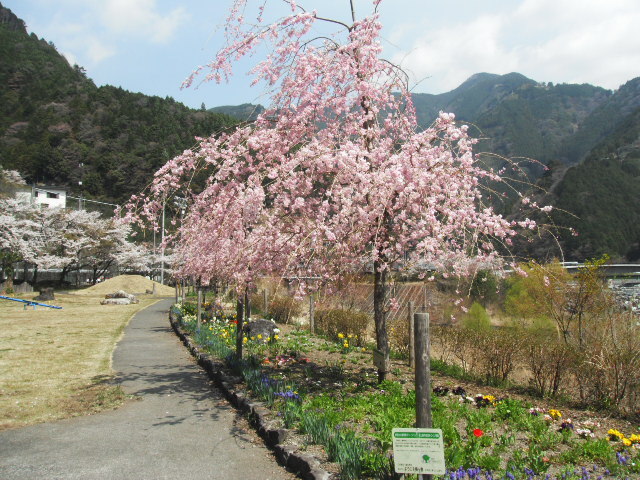 六郎木の枝垂桜