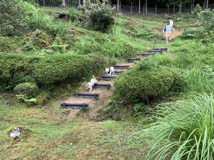 裏山に行く階段