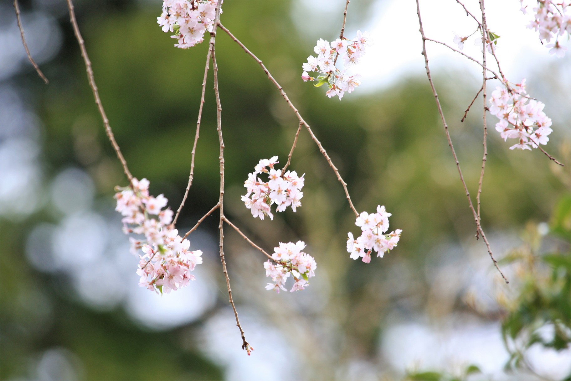 正丸峠ガーデンハウスの木々たちー枝垂桜