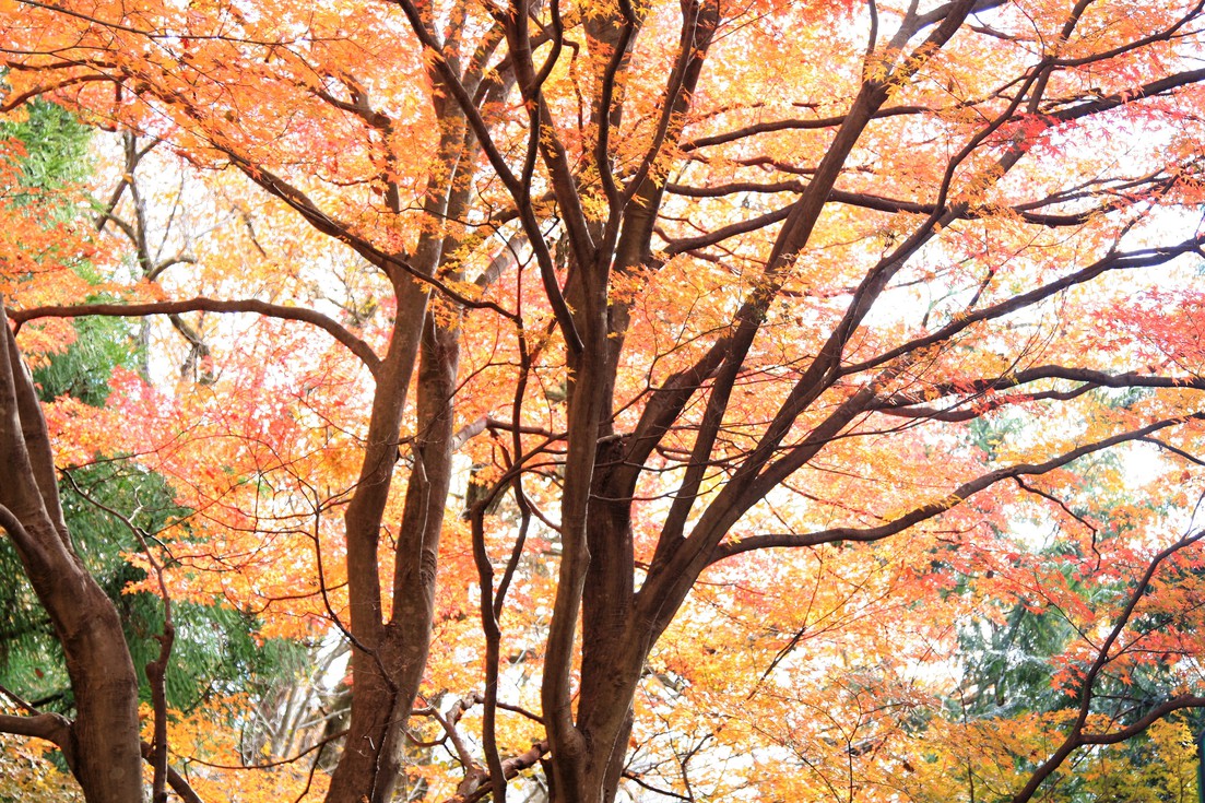 正丸峠ガーデンハウスの木々たちー紅葉