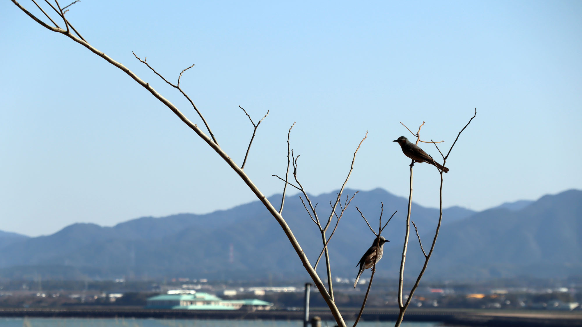 色々な種類の鳥が遊びに来ます♪