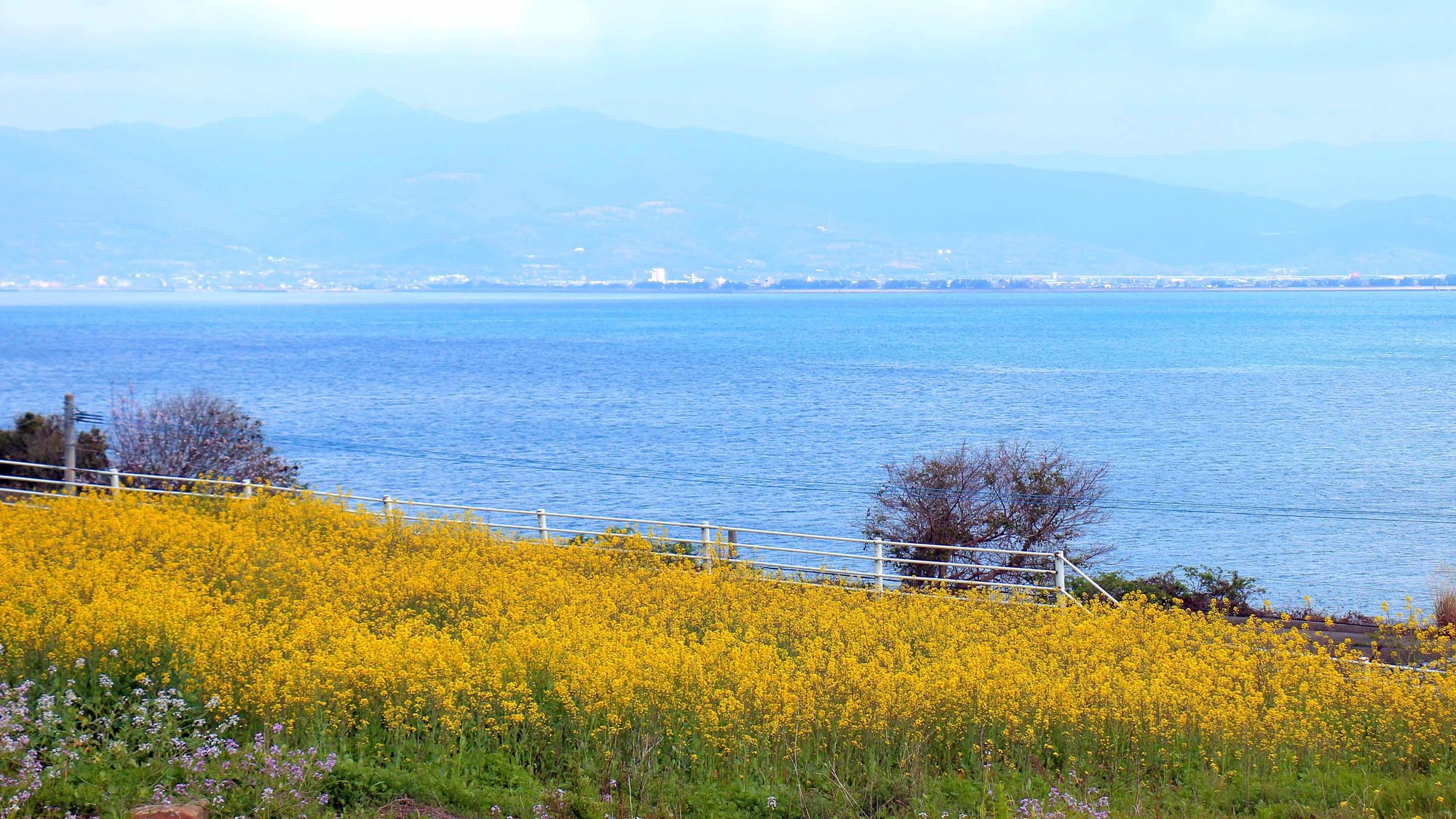 【お庭】わらびの丘敷地内にある、春の菜の花畑