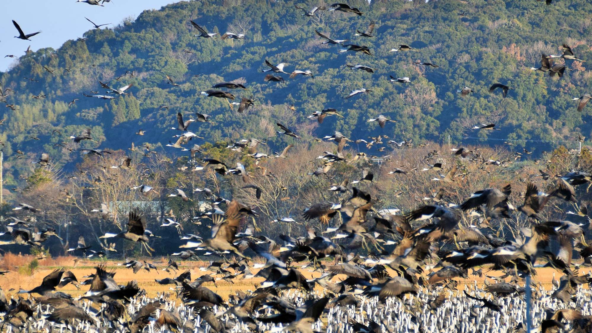 【観光】10月〜3月はシベリアなどから越冬のために約1万羽のツルが出水市にやってきます