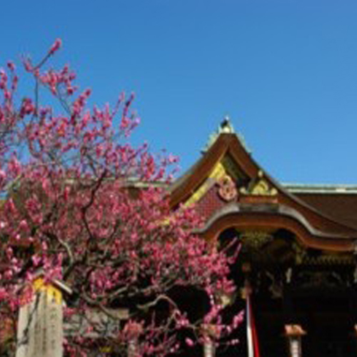 京都観光北野天満宮の梅