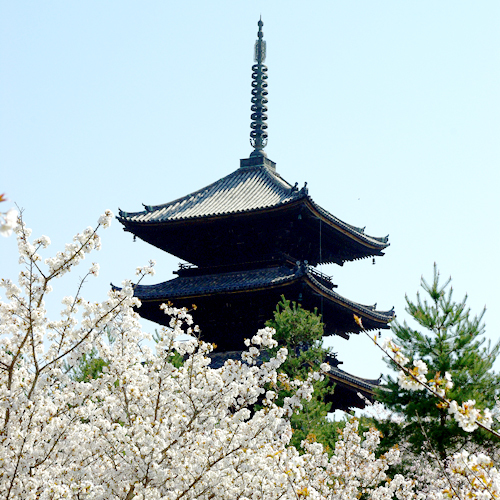 京都観光仁和寺