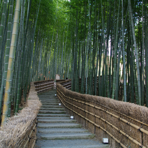 京都観光嵯峨野の竹林