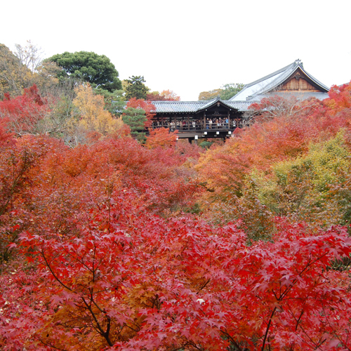 京都観光東福寺の紅葉