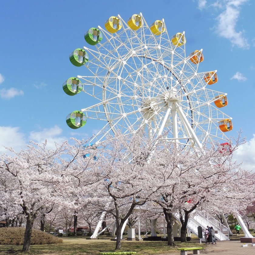 【八戸公園】観覧車と桜