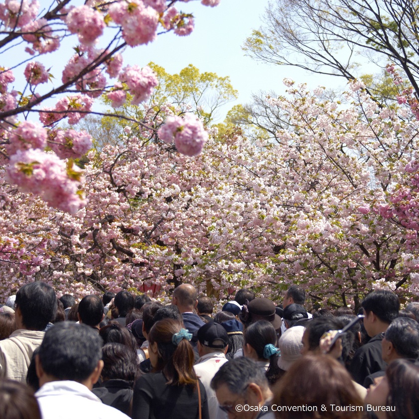 造幣局「桜の通り抜け」イメージ