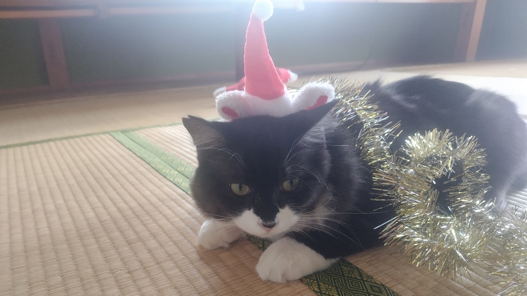 しっぽフサオ