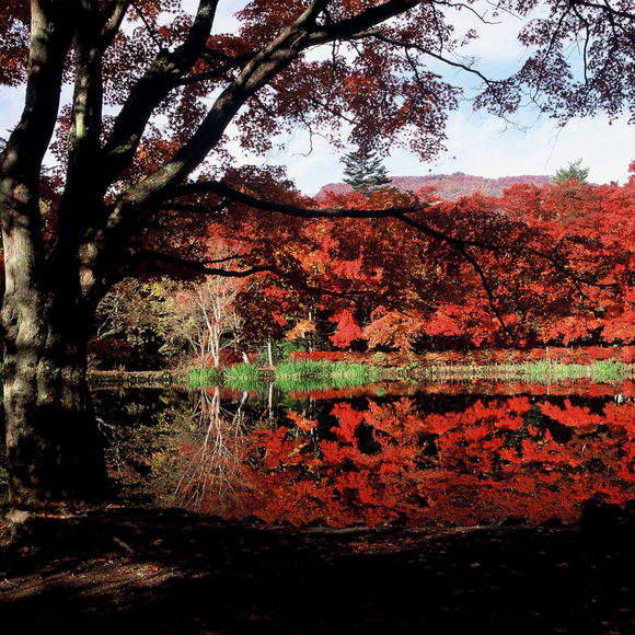 【周辺観光】雲場池の紅葉