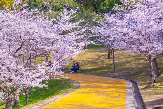 西公園桜「福岡観光連盟提供」