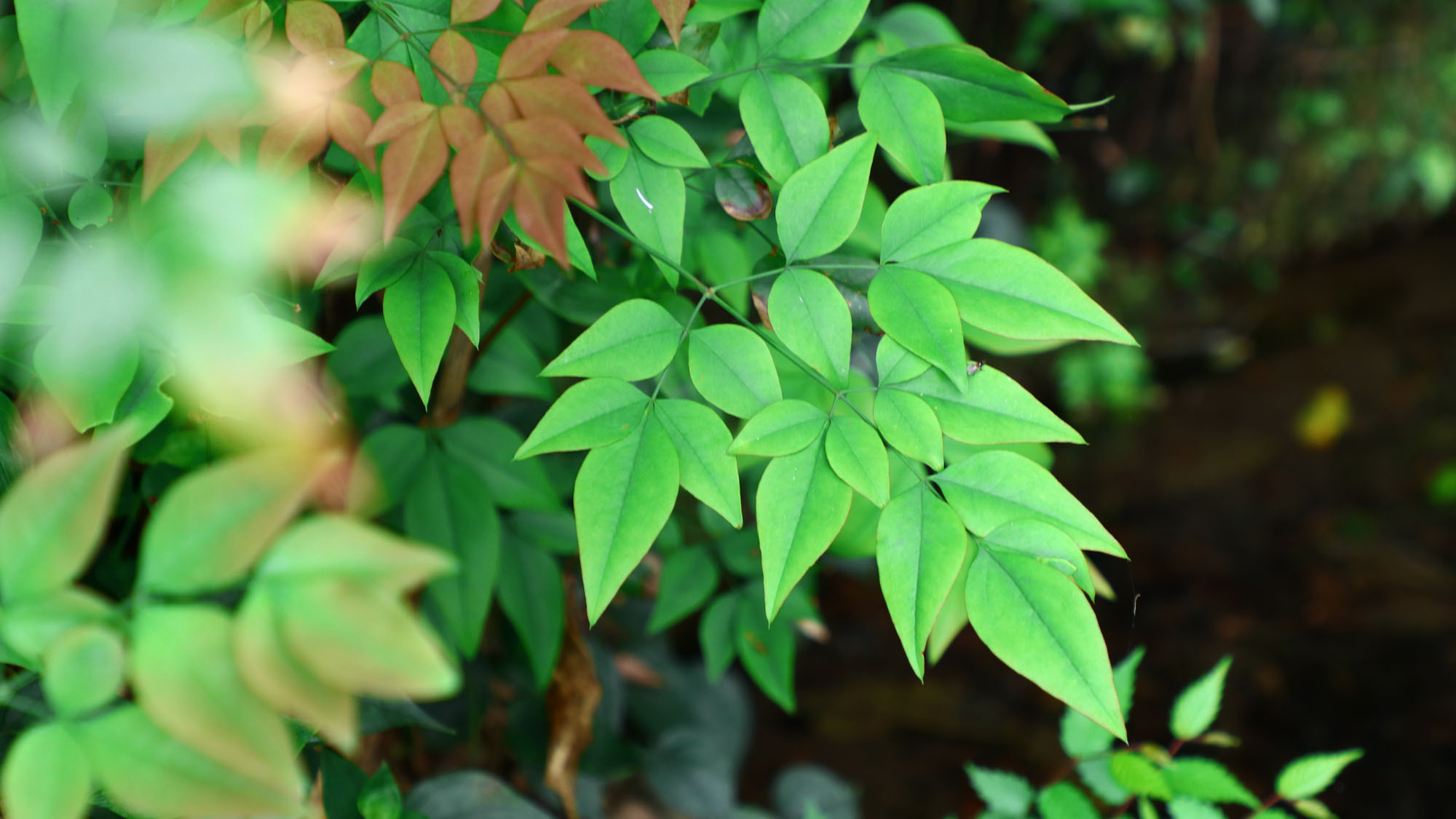 施設様々な植物を身近に観察できます