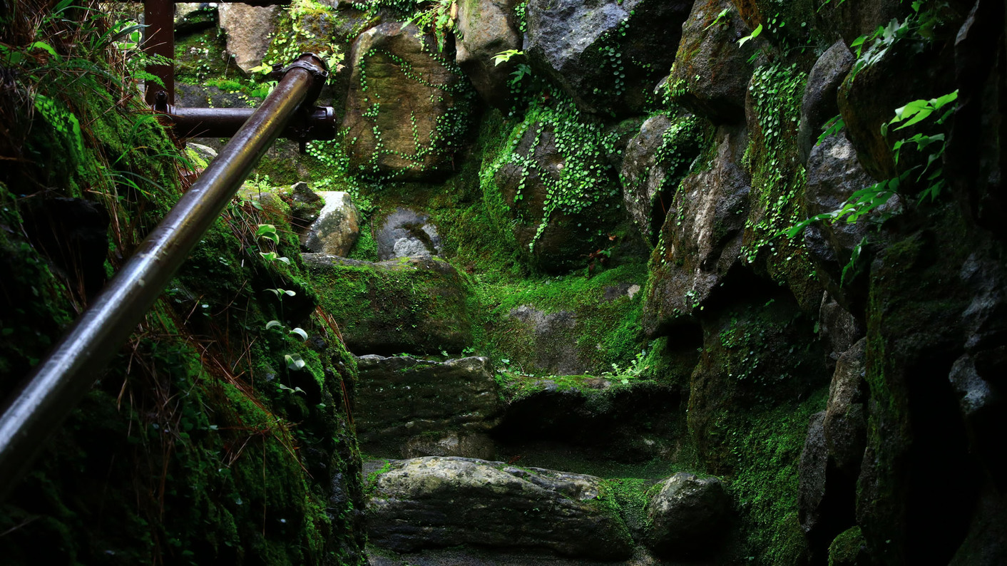 施設自然に生えている植物に癒されます