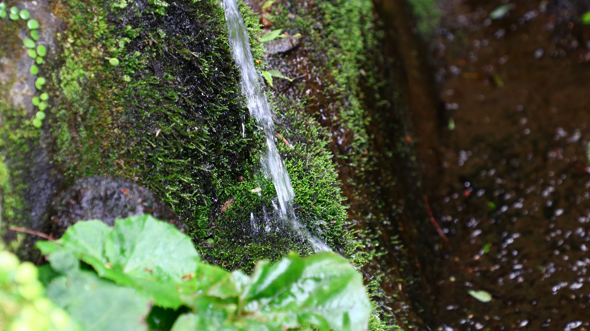 施設天気によってかわる天然の苔を鑑賞♪