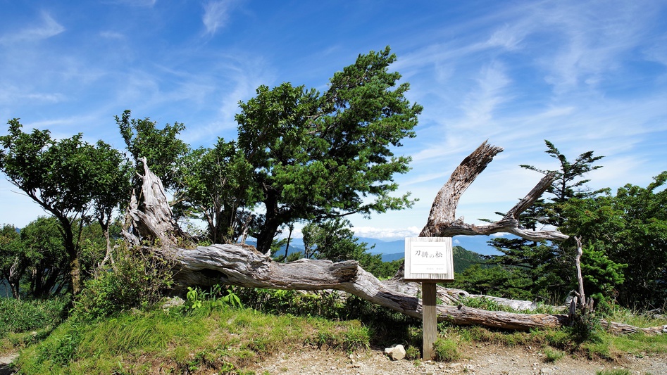 *刀掛の松／登山道の途中にある名所