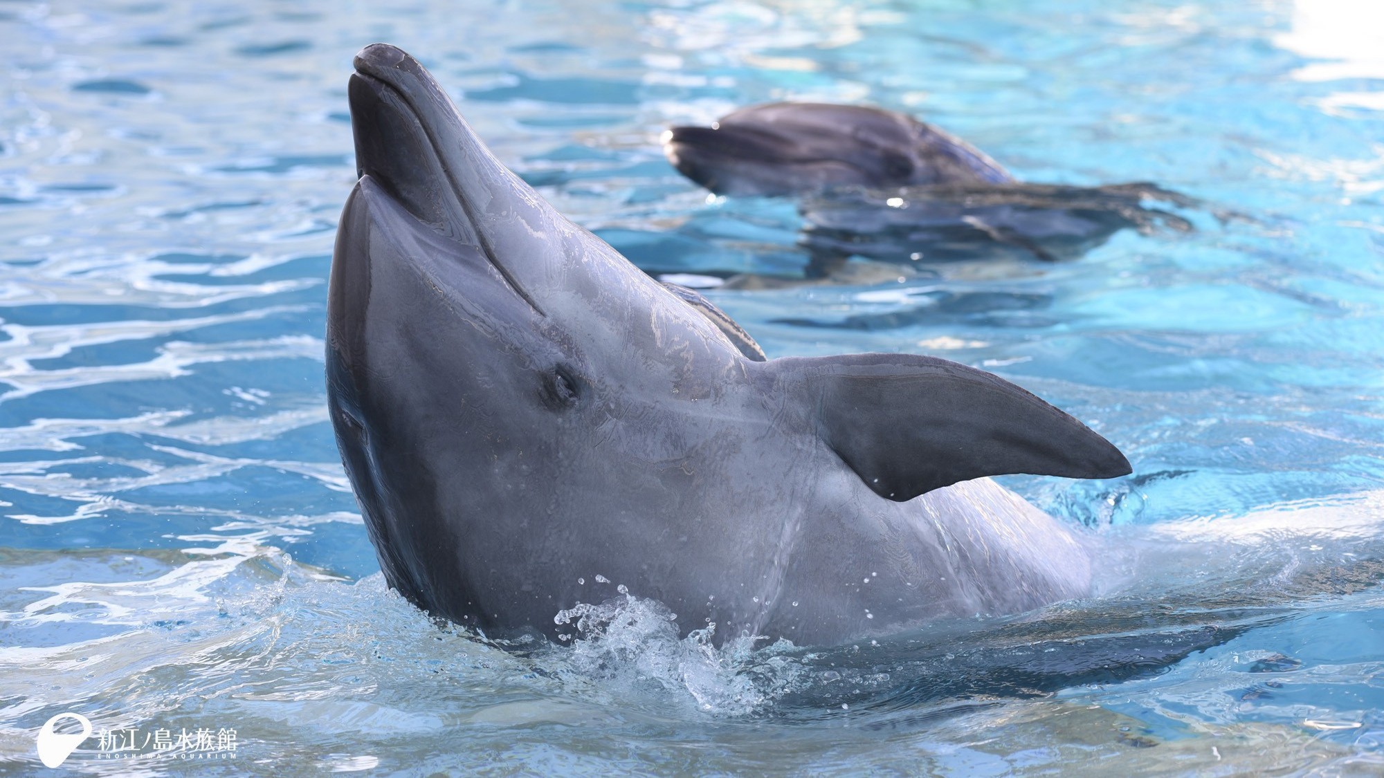 【新江ノ島水族館チケット付きプラン】