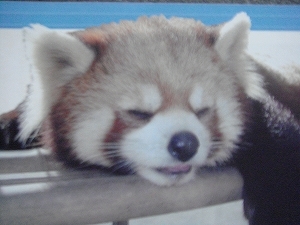 茶臼山動物園